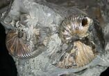 Hoploscaphites Brevis Ammonite Multiple - South Dakota #12095-2